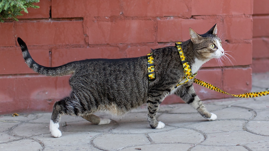 如何選擇合適的牽引繩-犬貓主人指南